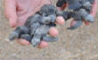 olive_ridley_hatchlings.jpg