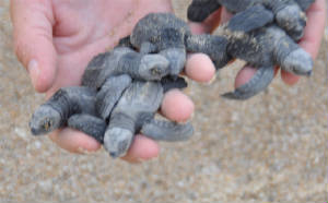 olive_ridley_hatchlings.jpg